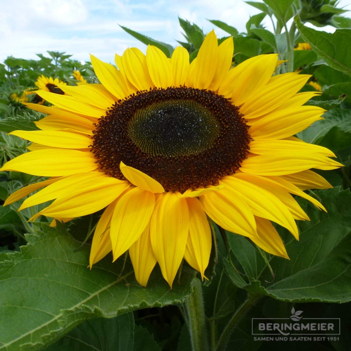 Sonnenblumen Samen Helianthus annuus Sorte Soraya (1000 Korn)