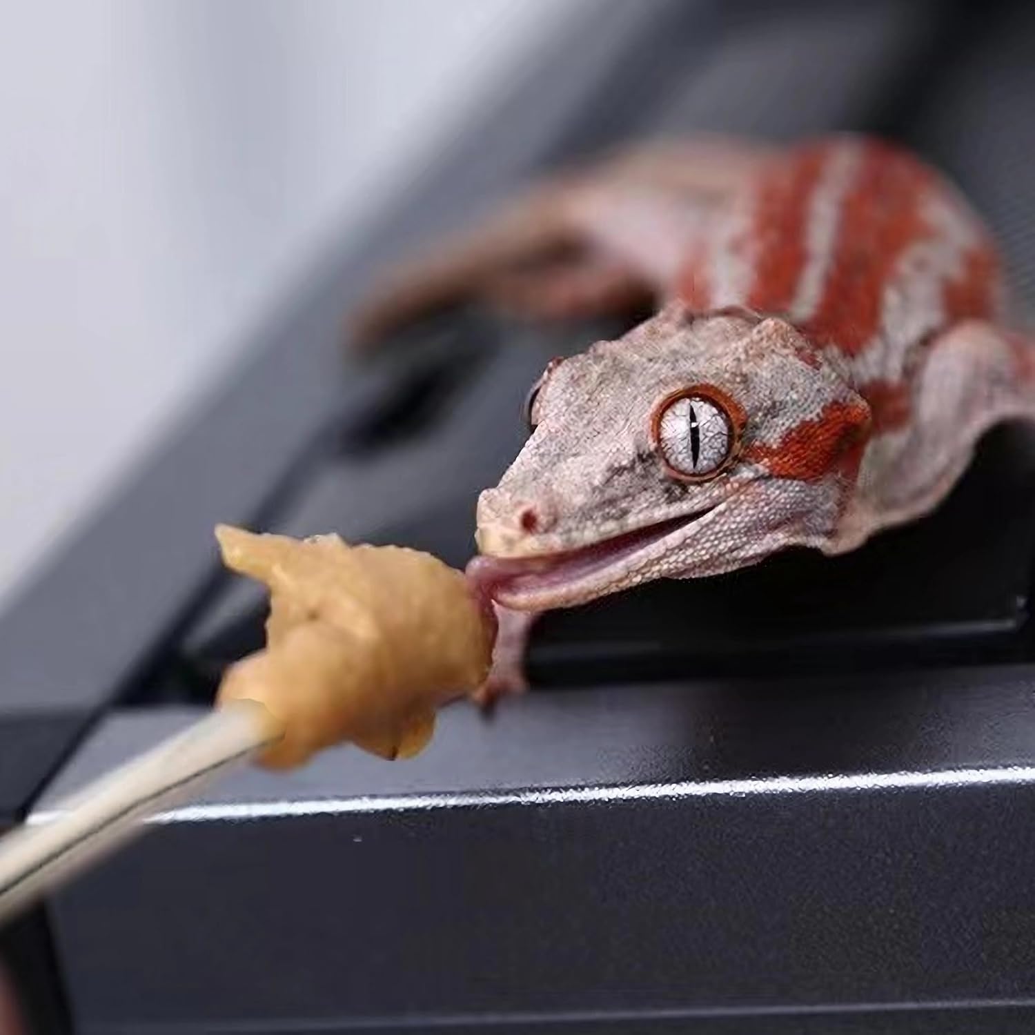 Long Handle Stainless Steel Reptile Food Spoon for Crested Gecko