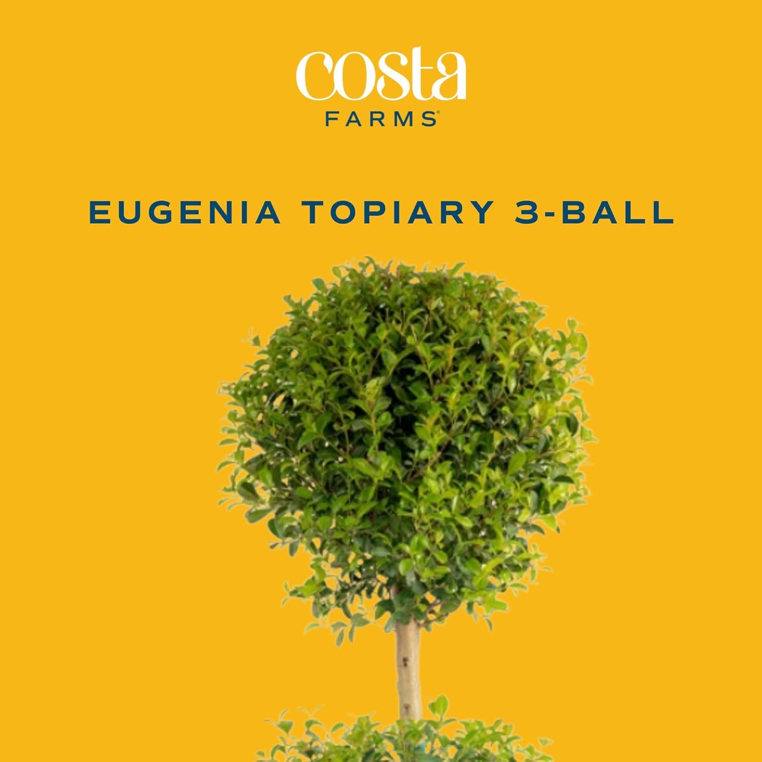Costa Farms 3-Ball Eugenia Topiary Live Indoor Plant, Potted in Nursery Plant Pot, Indoor Outdoor Home and Patio Decor, 42-Inches Tall
