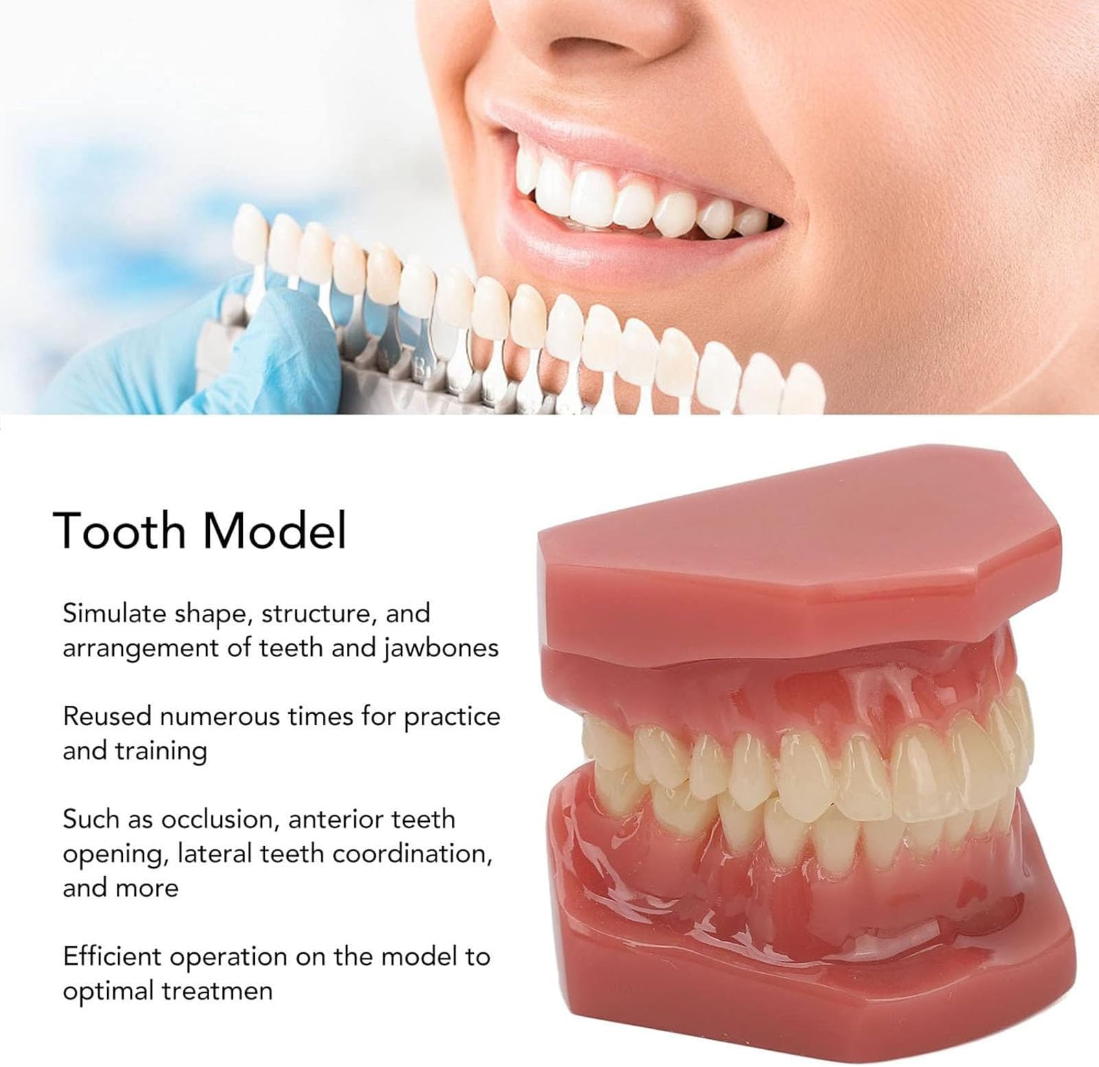 Dental Zähne Modell 28 Zähne, wiederverwendbare Erwachsene kieferorthopädische Dental Demonstration Model Resin Training, für Zahnmedizinstudenten Studie, Lehrer Lehrmittel