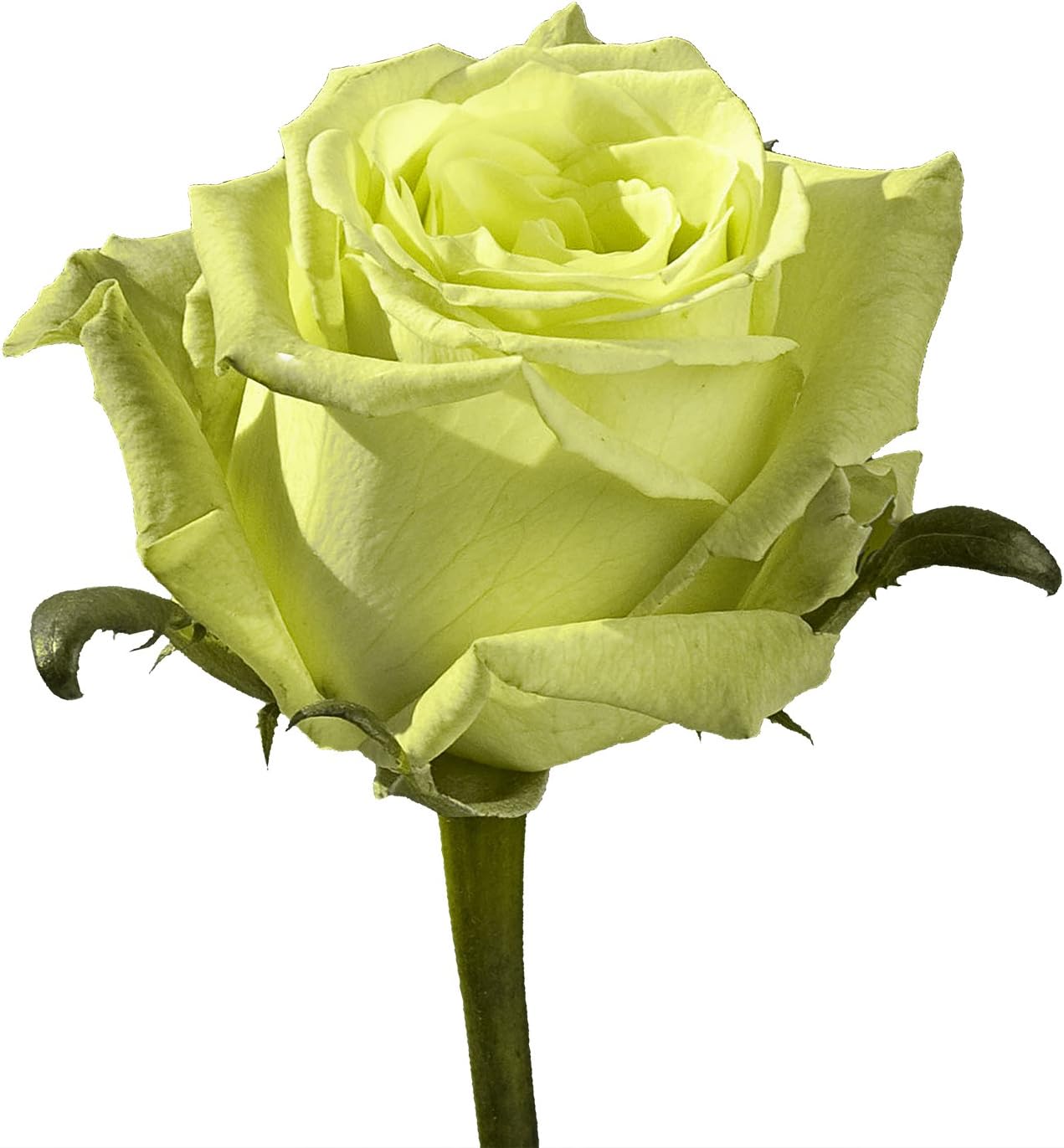 GlobalRose 24 Green Roses Bouquet - Responsibly Sourced Roses Fresh Flowers - Hand-Picked Flowers Fresh Bouquet for Graduation, Anniversary, Birthday & Special Occasions (2 Dozen)