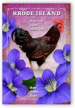 RHODE ISLAND BIRD AND FLOWER postcard set of 20 identical postcards. RI state symbols post cards. Made in USA.