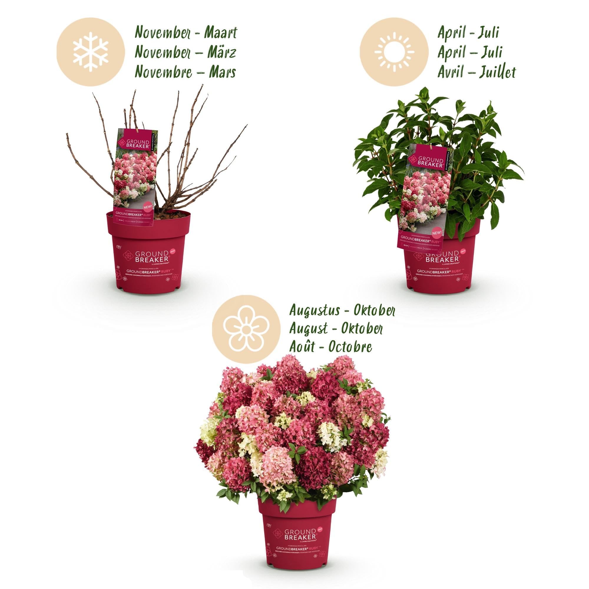 Green boutiQ - Plante de jardin - Hydrangea panniculata Groundbreaker Ruby - Hortensia en panicule - Rustique - Rouge - 2 Plantes - Pot 14cm - Hauteur 20-25cm