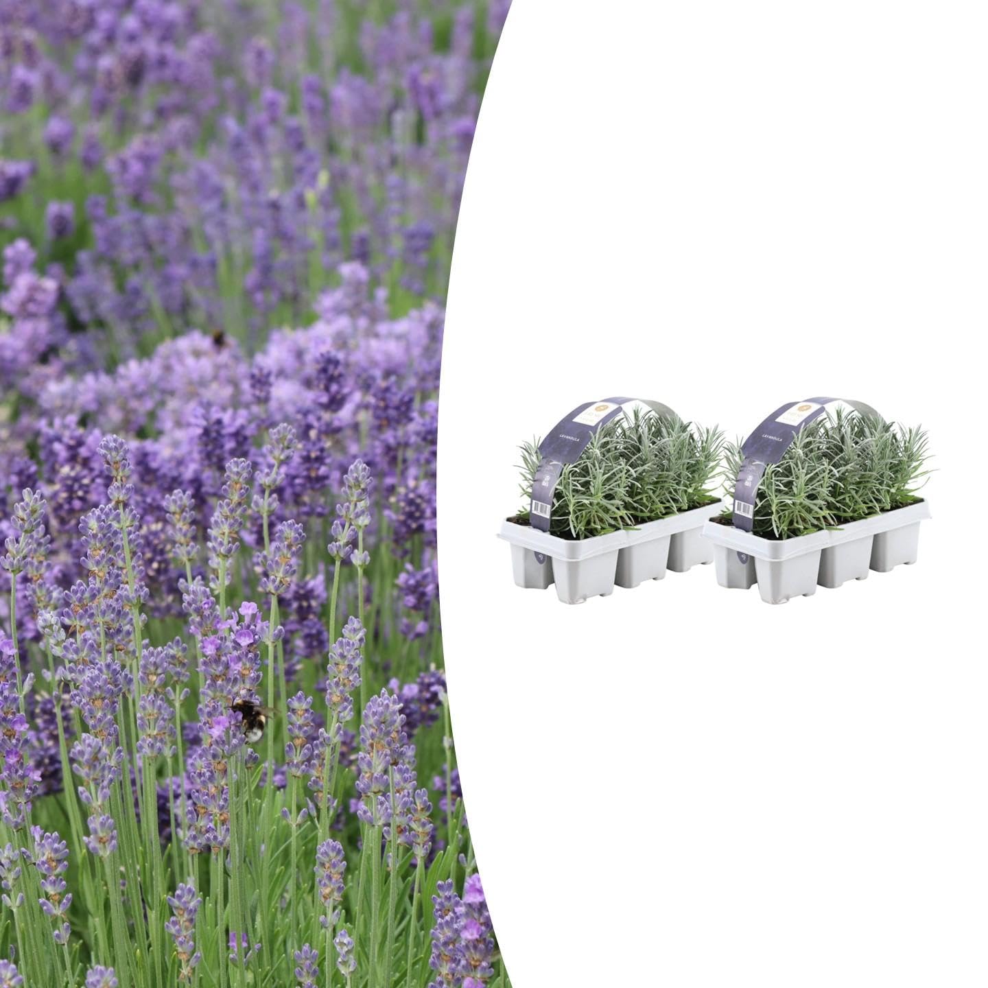 Lavanda Angustifolia Profumata, per Giardino, Viola, Set da 12, 15 cm