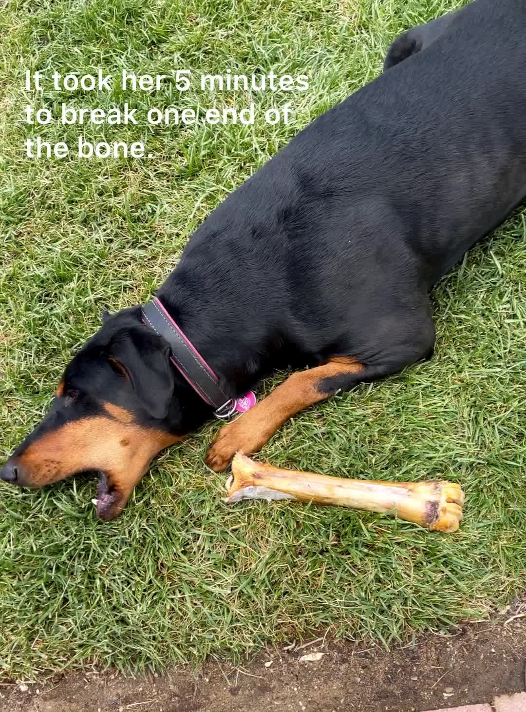 Why Do Dogs Guard Their Bones