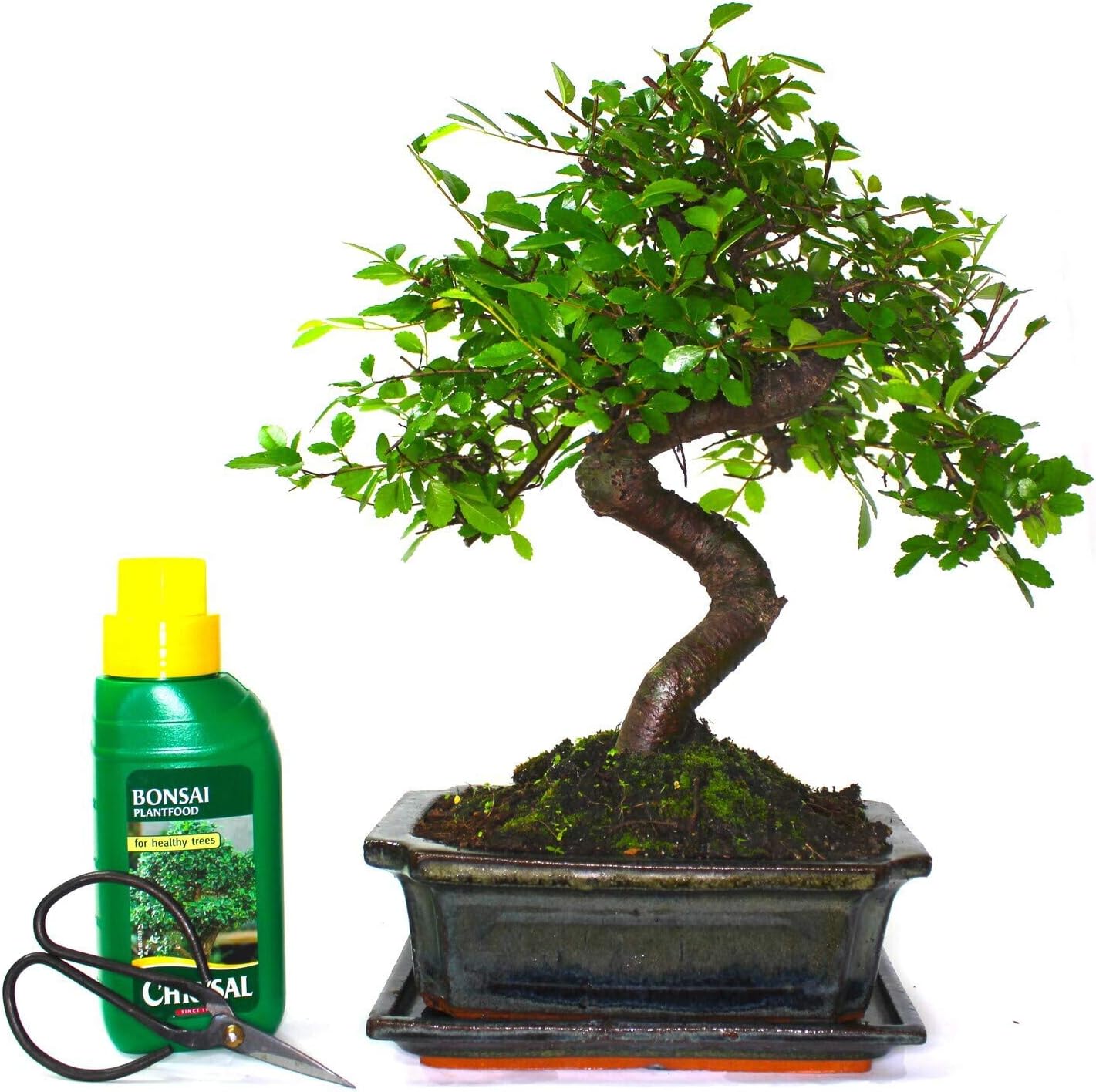The Bonsai Plants - Real Live Chinese Elm Bonsai Indoor/Outdoor Tree S Trunk - Supplied with Care Set & Drip Tray Green Pot - Home Office Decor Gift