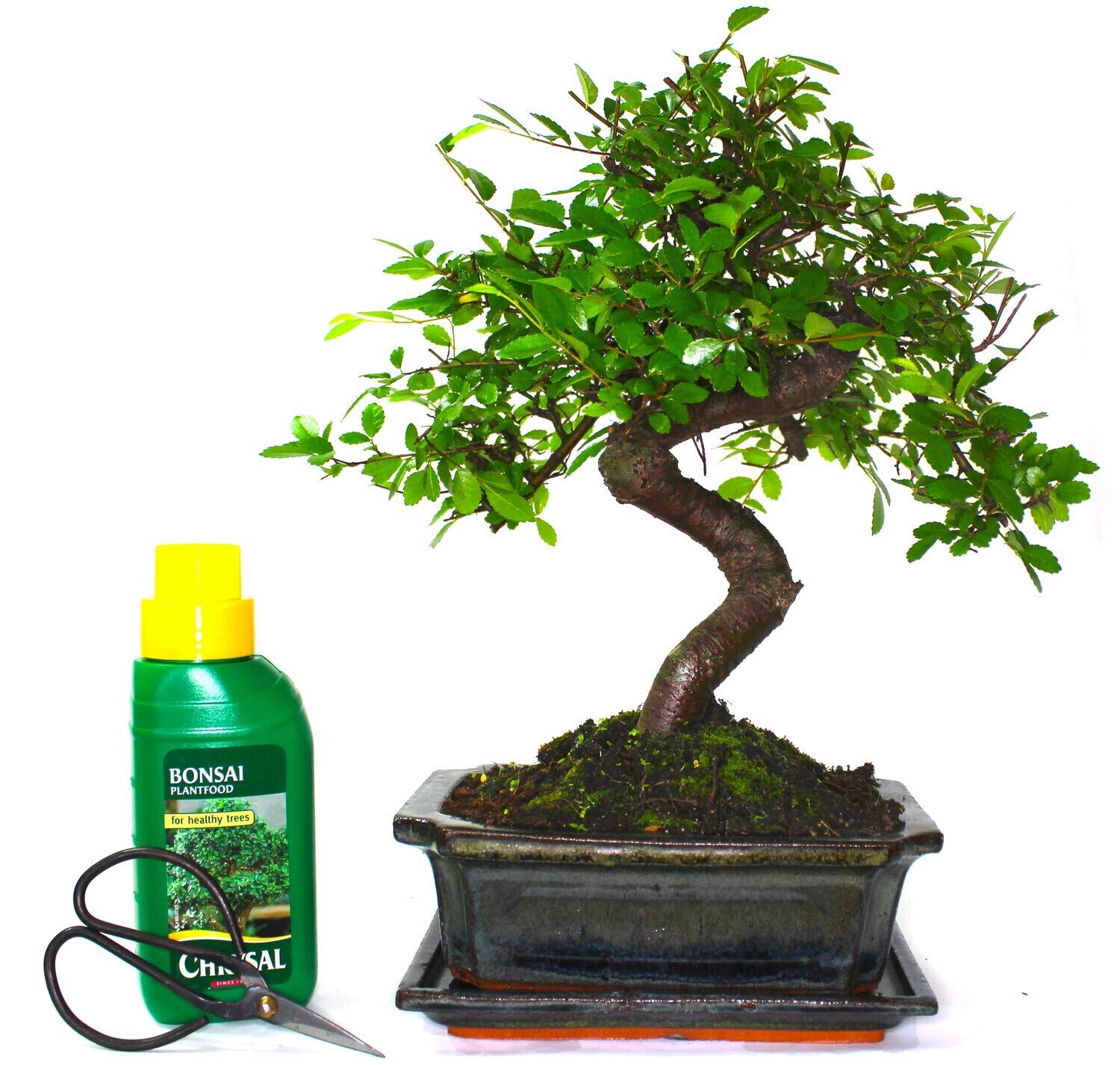 Buy The Bonsai s Real Live Chinese Elm Bonsai Indoor/Outdoor Tree S Trunk Supplied with Care