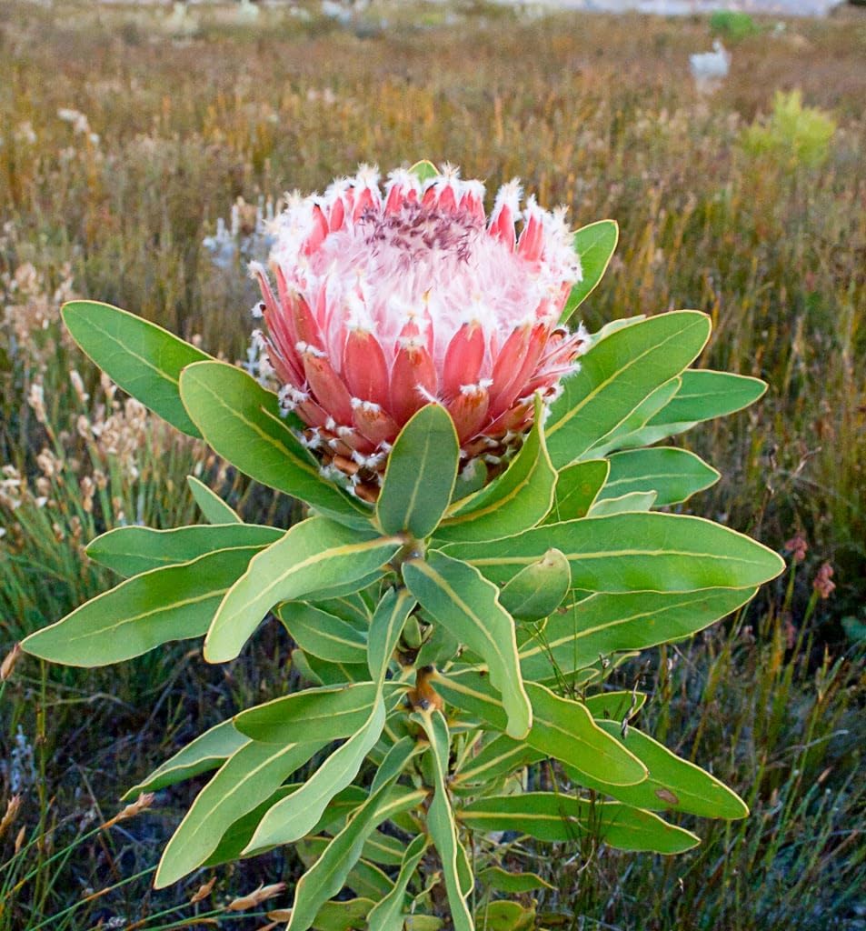 5 Seeds Giant Queen Protea Magnifica | Woolly Beard Garden Flower Plant Rare