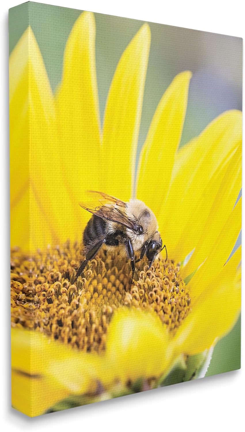 Stupell Industries Bee & Sunflower Photography Canvas Wall Art by Karen Burke