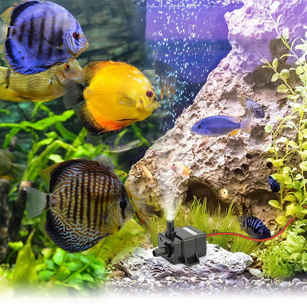 Allnice Mini Submersible Water Pump(240L/H, 4.8W) 12v Electric Brushless Submersible Fountain Pump with 9.8ft High Lift Outdoor Water Pump with 1.4ft Power Cord for Aquarium, Pond, Hydroponics