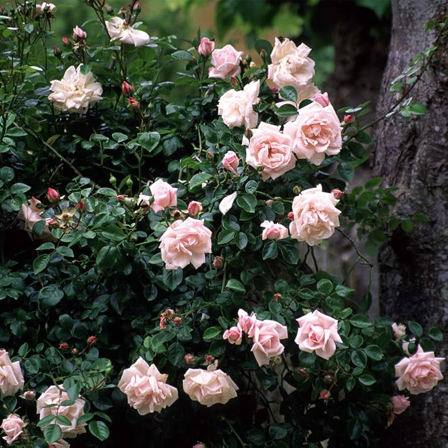 ROSE☆ROSE 71DCgDq1vnL._UF894,1000_QL80_.jpg