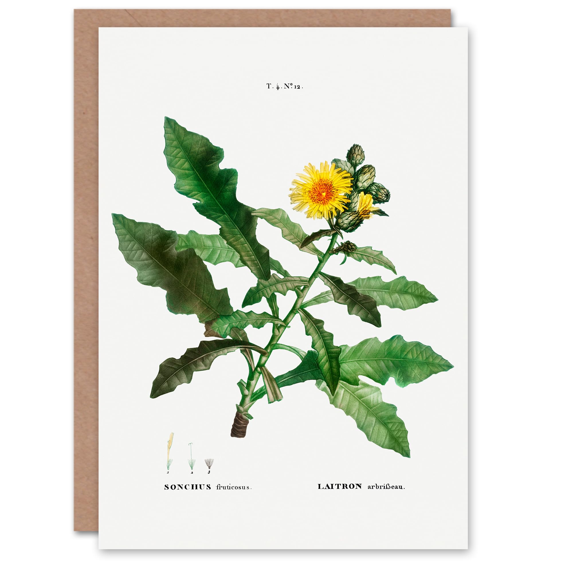 Artery8 Pierre-Joseph Redouté Art Card Sow Thistle Flower Bloom