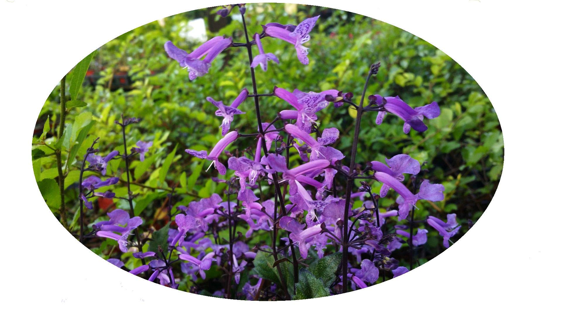 Plectranthus Mona Lavender