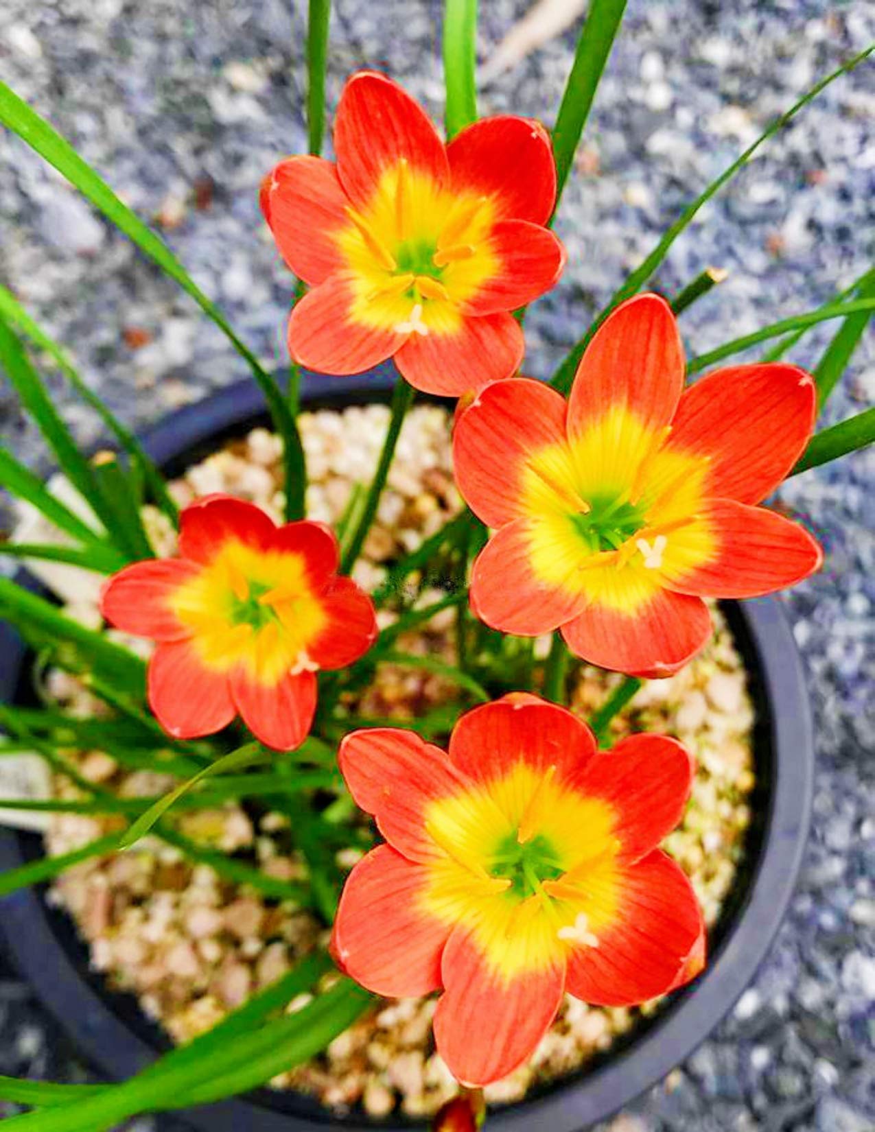Navya germination Rain Lily Apricot Flower Hybrid Bulbs Special Pack of 18 Bulbs for Your Home Plant & Gardening. (B08DM6CMLM) Amazon Price History, Amazon Price Tracker