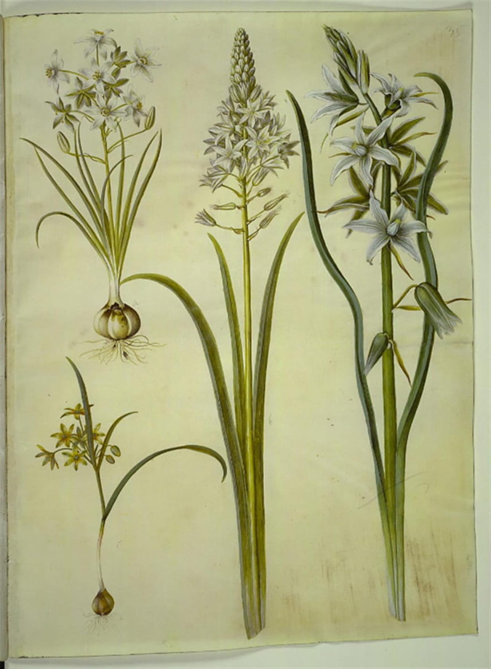 ARTXLXXBN Famous Prints Artwork Pictures Poster Painting Art Ornithogalum Umbellatum by Hans Simon Holtzbecker Artwork Landscape Pictures for Home Decor 60x90cm