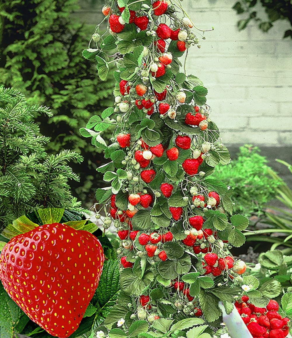 BALDUR Garten 3x Kletter-Erdbeere 'Hummi®', Pflanzen im 7x7 cm-Topf, Fragaria Erdbeerpflanze, schnellwachsende und rankende Klettererdbeeren, selbstfruchtend, winterhart, blühend, Fragaria x ananassa