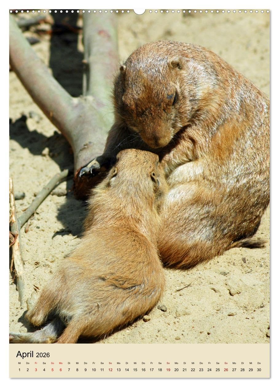 Familie Präriehund (hochwertiger Premium Wandkalender 2026 DIN A2 hoch), Kunstdruck in Hochglanz: Zu Gast bei den possierlichen Erdhörnchen (CALVENDO Tiere)