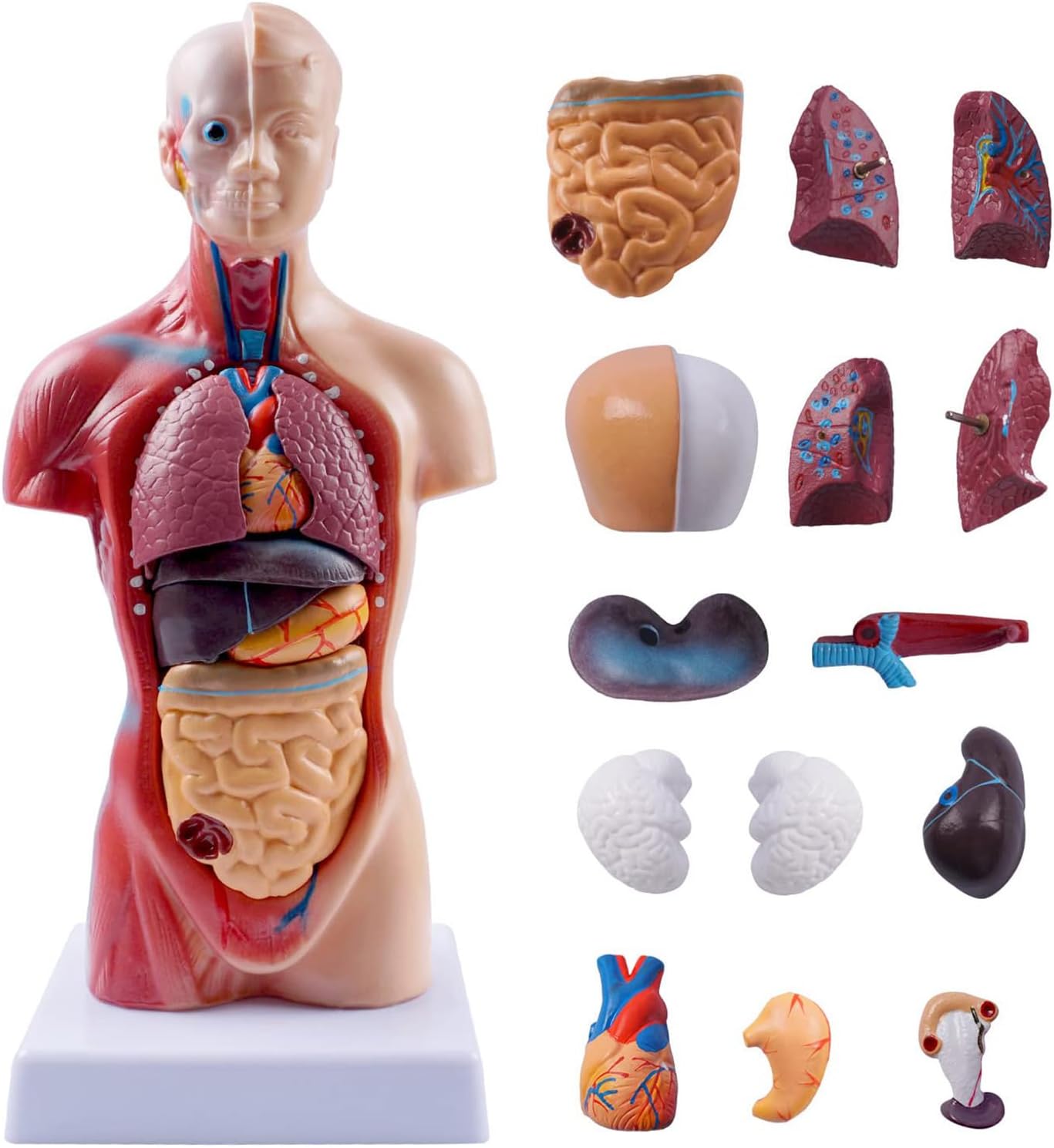 Human Anatomical Model Kit Anatomy Model Set Teaching Tool 45CM Skeleton Model for Science Education Research