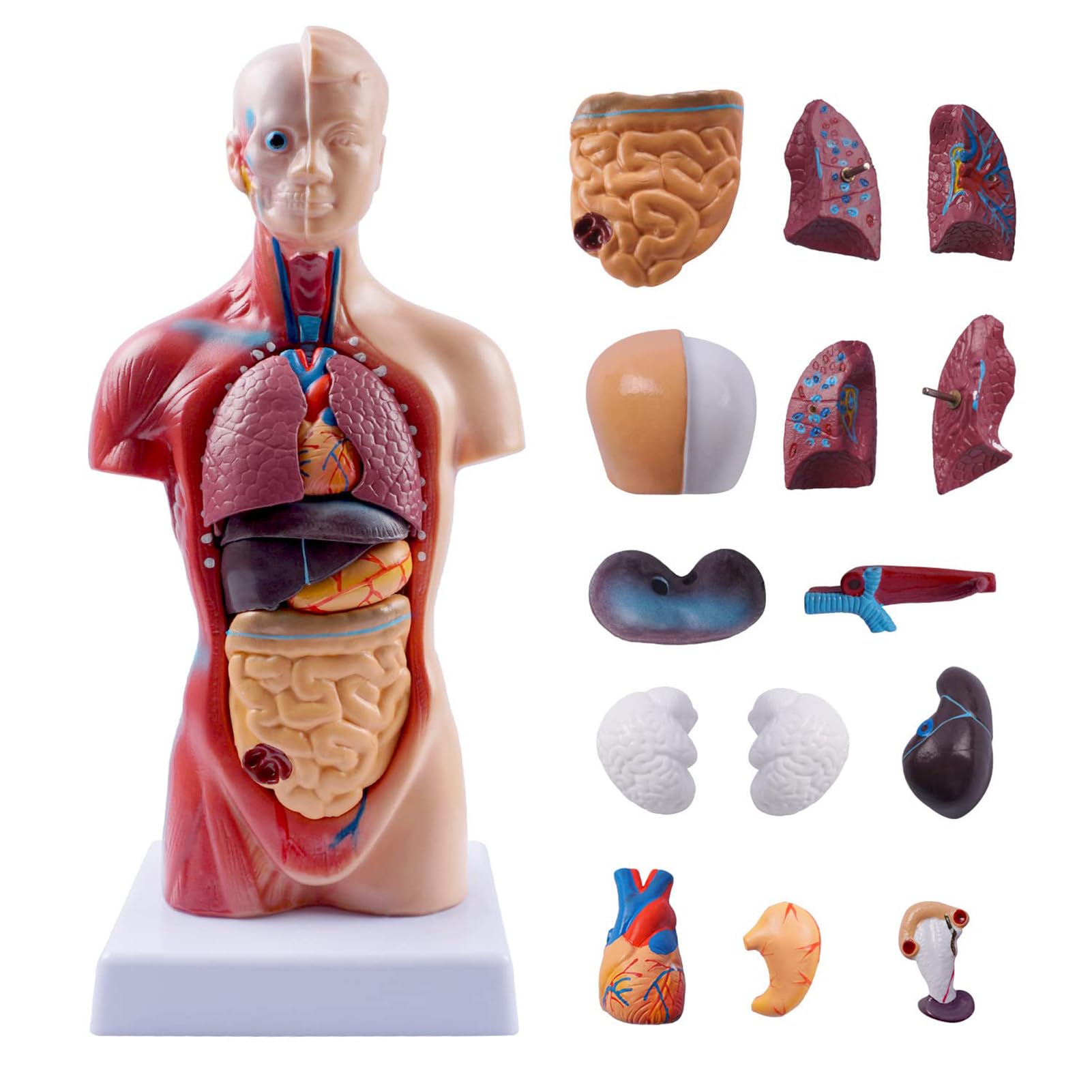 Zestaw Modeli Ciała Ludzkiego Odpinany Szkielet Tułowia Zestaw Anatomiczny Serca do Nauczania Medycznego Materiał PVC Przyjazny dla środowiska dla Kursu Zdrowotnego