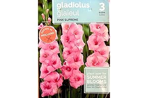 Pink Supreme Gladiolus Bulbs for Outdoor Planting