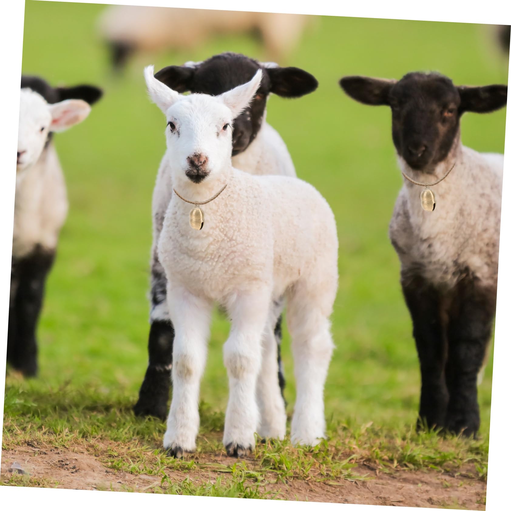 HANABASS 2Pcs Durable Brass Pet Bells for Dog Collar Unique Cattle and Sheep Bells Easy to Attach Bright Color for Pets and Livestock Great Animal Lovers