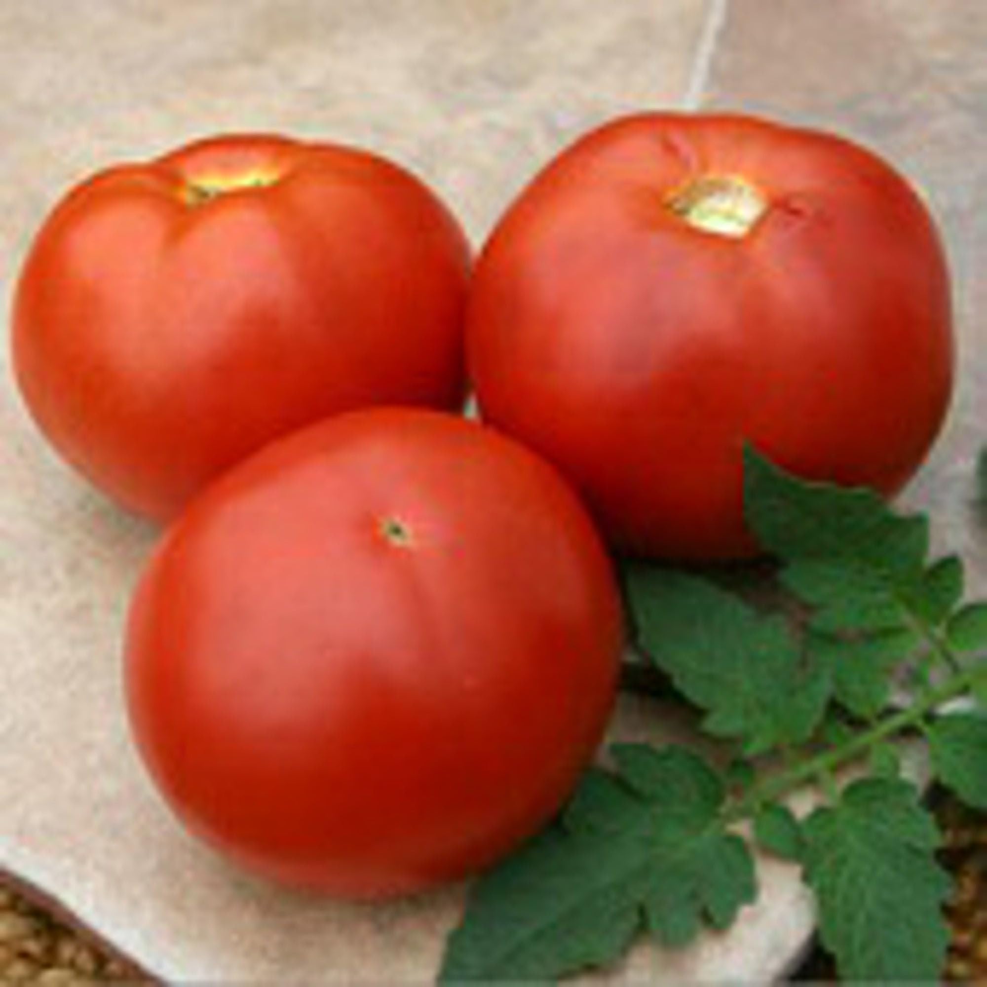 Amazon.com : BHN 602 Tomato Seeds (40 Seeds) Seeds for Planting