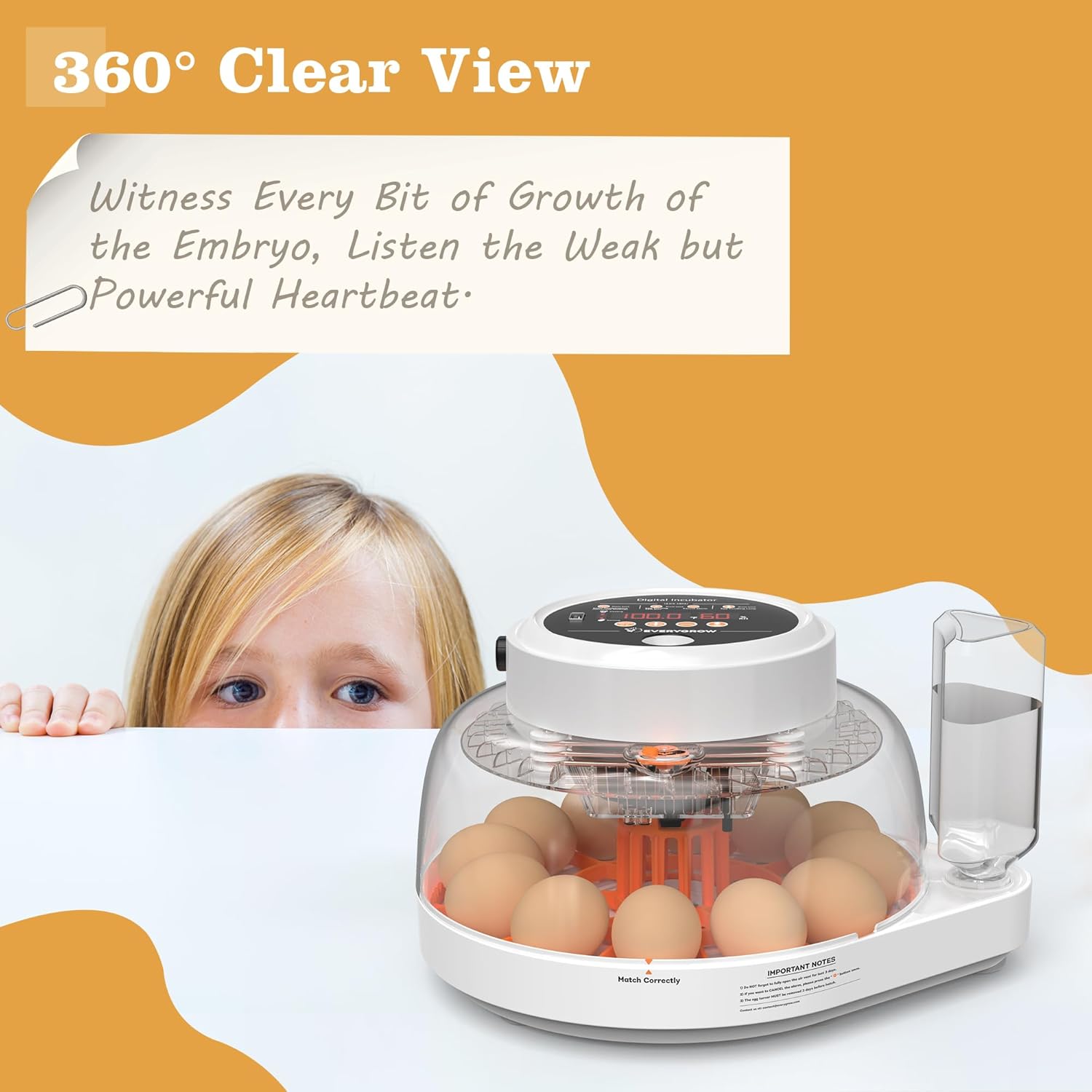 Child looking into the clear top of the incubator with eggs inside