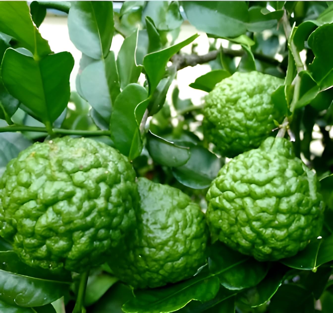 Oxiflora Rare Thai "Kaffir lemon" Grafted Dwarf Variety All Season Hybrid Makrut Nimboo Plant (1 Healthy Live Plant,) With a Growing Bag For Home Garden (B0CS9BYW3Y) Amazon Price History, Amazon Price Tracker