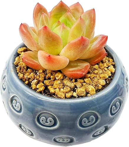 Plantas suculentas vivas de 2 pulgadas, suculentas de Echeveria surtidas (recipiente de cerámica no incluido), mini plantas suculentas vivas para