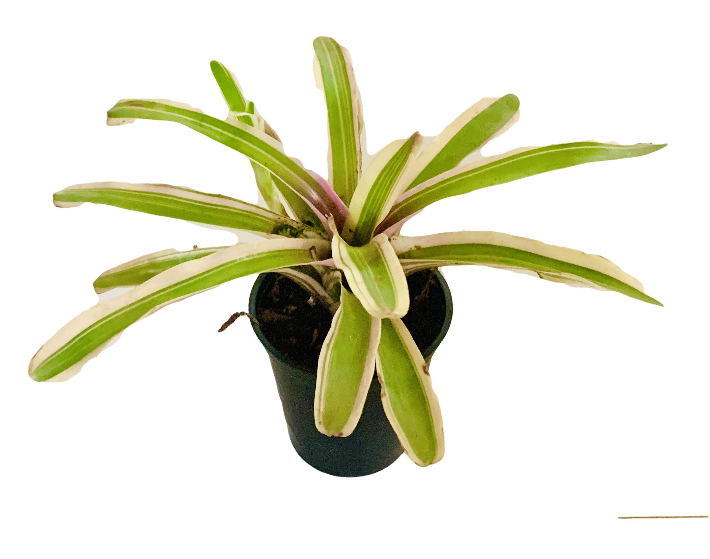 The Four Seasons Bromeliad Neoregelia Fireball Variegated Rare Natural Live Plant in Pot (B08CY6PT17) Amazon Price History, Amazon Price Tracker