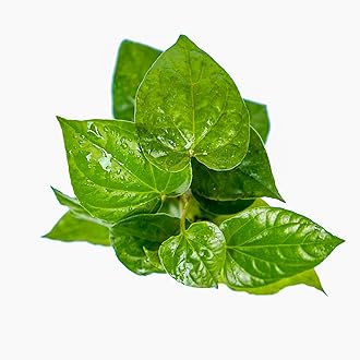 Magai Paan (Betel Leaf) Plant - Easy-to-Grow Indoor/Outdoor Herb