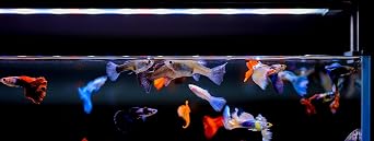 TWINSTAR Aquarium LED Light B-Line 120B