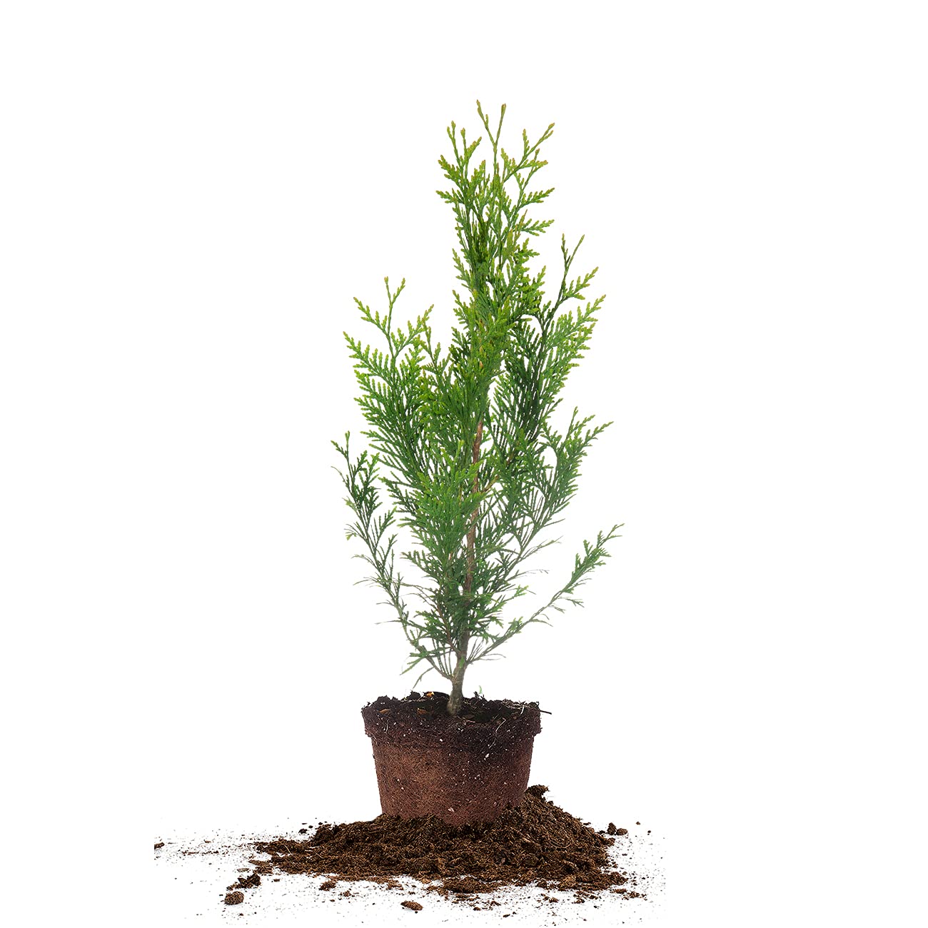 Perfect Plants Thuja Green Giant
