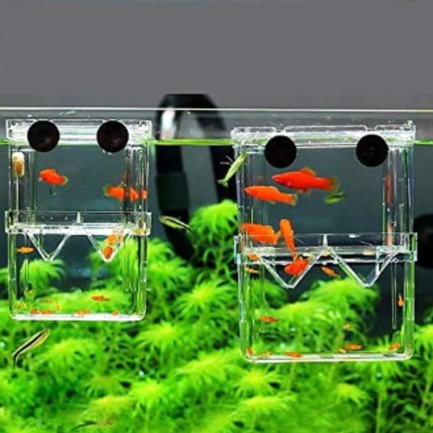 Animaux Double Breeding & Isolation Box for Fish Tanks - Rectangle Aquarium Incubator (13.5cm x 7.5cm x 10.5cm) (B0DBV9L5TQ) Amazon Price History, Amazon Price Tracker