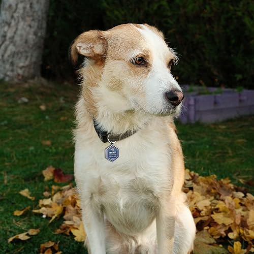 Miniatura 6 de Etiquetas de identificación personalizadas para perros con código QR, etiquetas de identificación para mascotas, etiquetas de identificación para