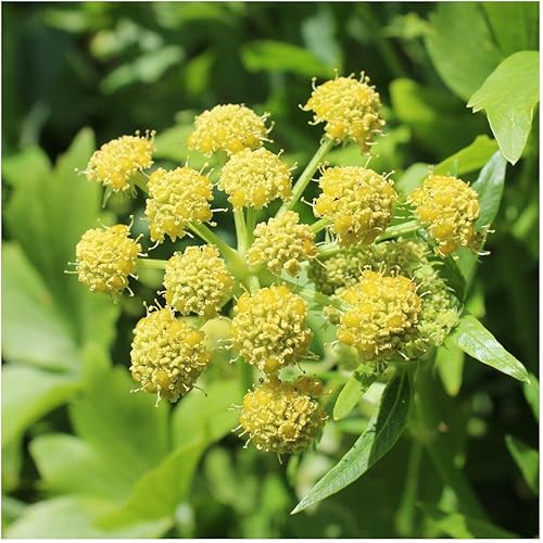 Miniatura 4 de everwilde explotacionesLovage zacate semillasEl oro Vault