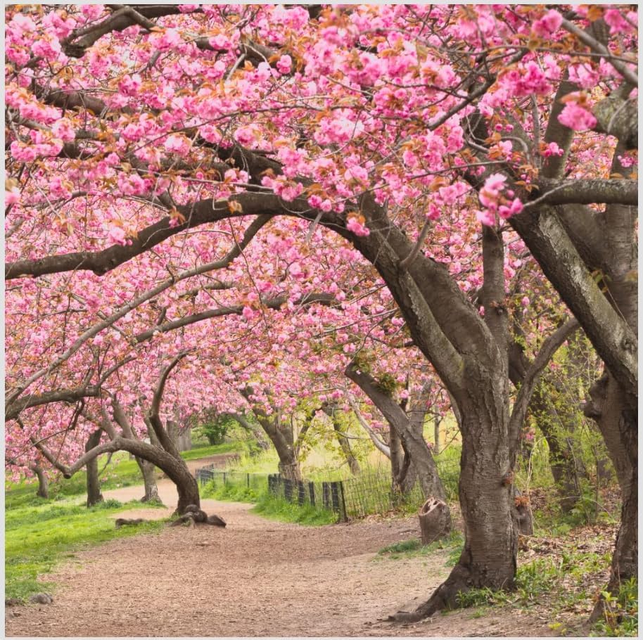 Kwanzan Cherry Blossom Tree 2-Pack – 6-12" Live Plants, Double Pink Flowers