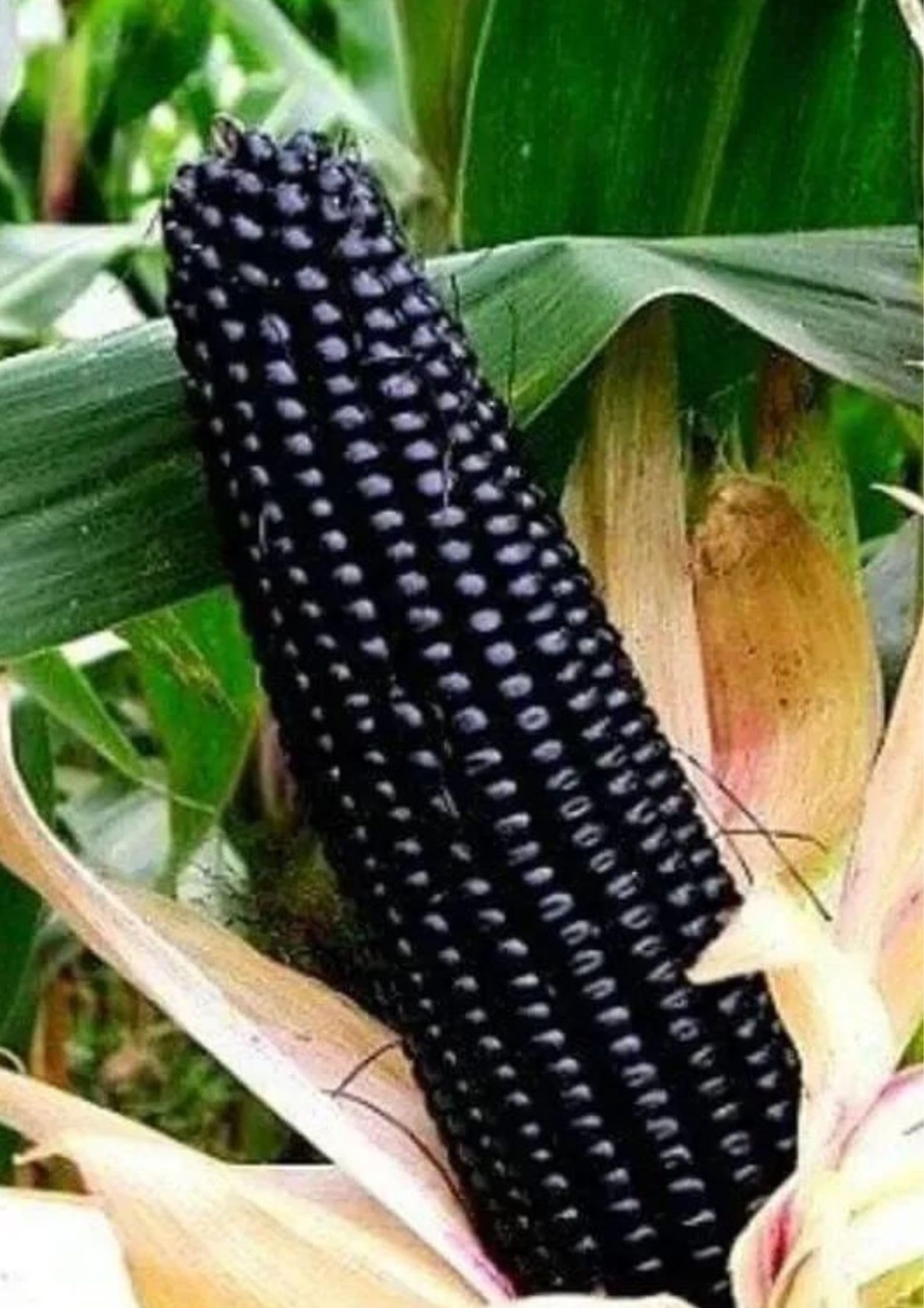 Gebdinsh Garden® Imported Black Sweet Corn Vegetables Seeds For Kitchen Gardening (Pack Of 100 Seeds)