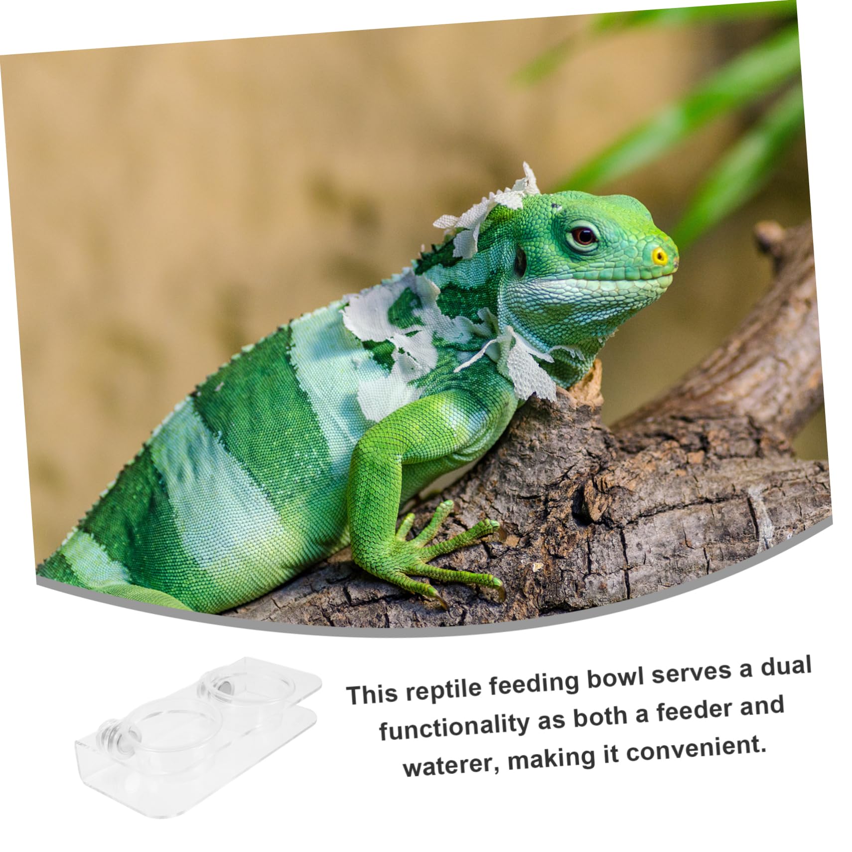 BESPORTBLE 4juegos Comedero Magnético para Reptiles Plato De Alimentación Dispensador De Agua para Geckos y Tortugas Fácil De Limpiar y Duradero para Terrarios y Mascotas Pequeñas