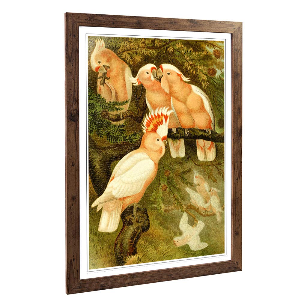 Big Box Art Framed Print of Vintage Brehms Tierlben Major Mitchell's Cockatoo Design | Wall Art Picture| Home Decor for Kitchen, Living Room, Bedroom, Hallway, Walnut, A2 / 24.5x18 Inch / 62x45cm