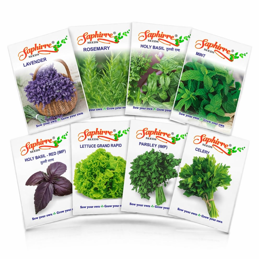Easy to Grow 8 Herb Seeds Combo | Seeds for Home Garden | Celery, Lettuce, Parsley, Tulsi, Basil Red, Rosemary, Lavendar, Mint | 600+ Seeds | Best Gift for Gardeners (Herb Seeds Combo)-image-14