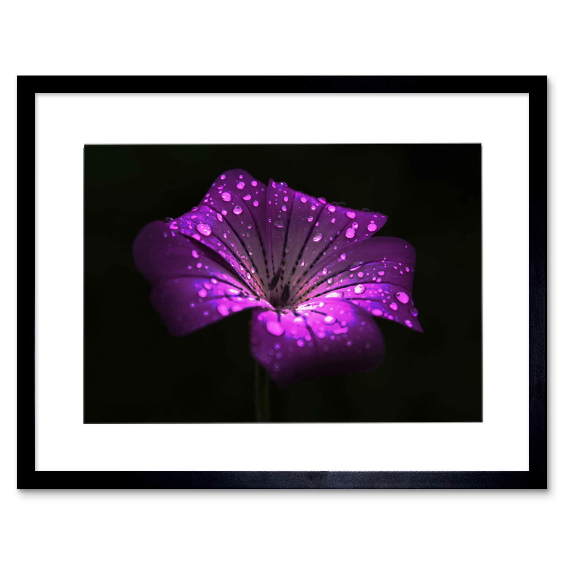 Wee Blue Coo Waterdrops On Single Purple Flower Photo Picture Framed Wall Art Print