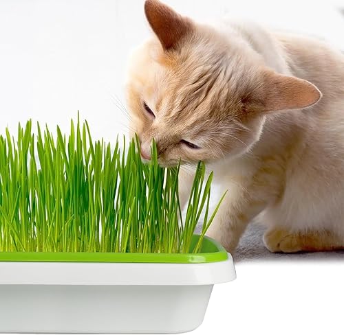 Miniatura 6 de Paquete de 5 bandejas de germinado de semillas para microverdes, kit de cultivo de brotes sin tierra, gran capacidad para el hogar, oficina, jardín