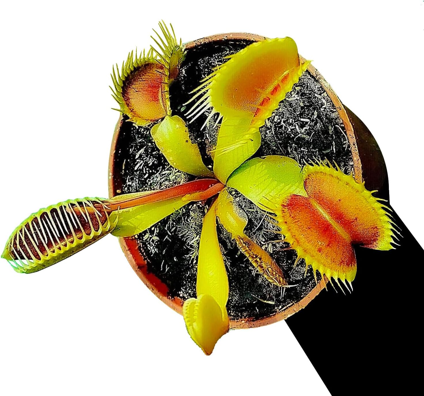 Red Trap Venus Flytrap- Bizarre Carnivorous Plant Wonder- Dionaea Muscipula- Mars Venus Flytraps