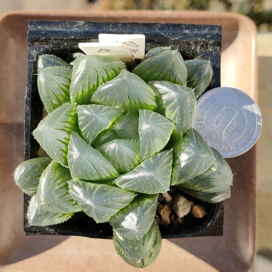 Amazon｜オブツーサ 異常透明 ハオルチア 極美透明窓 多肉植物