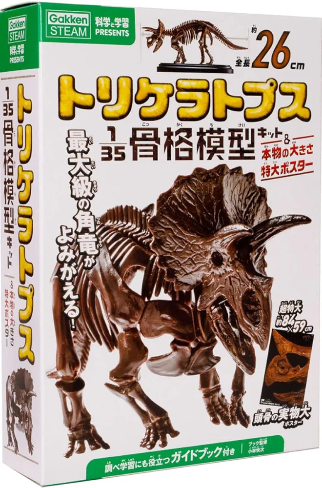 実物大 骨格模型 中古品 実物大 骨格模型 中古品 - メルカリ