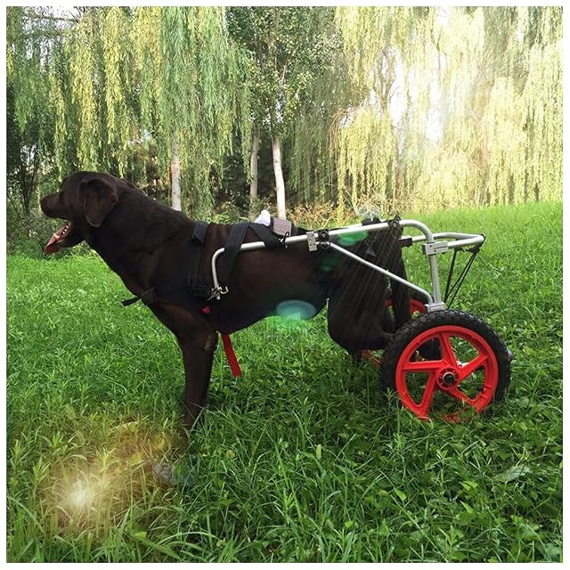 Foto 2 de 6 de KHUY Silla de Ruedas para Perro Sillas de Ruedas Carrito de Mascotas Silla de Ruedas Perros Piernas Traseras…