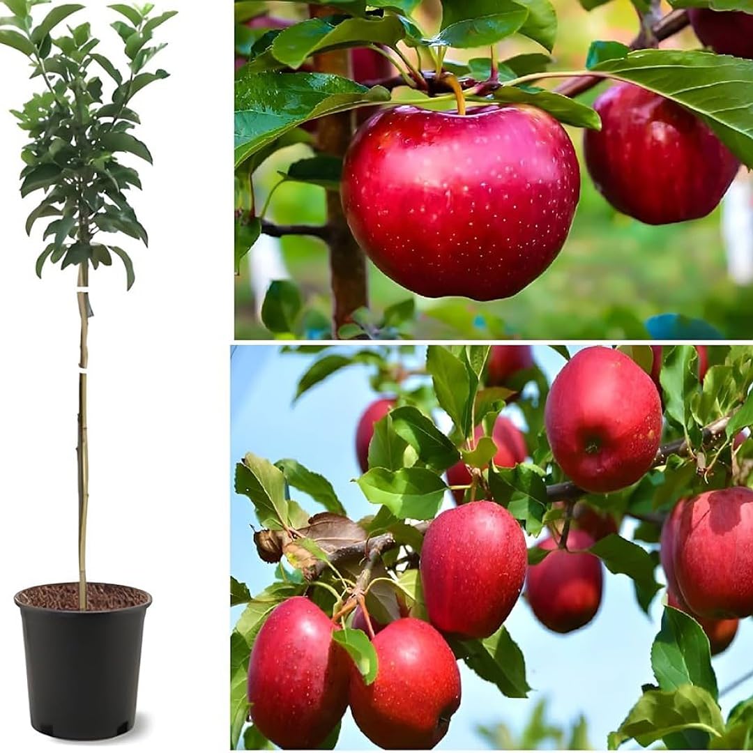 Red Apple Tree (Anna) 