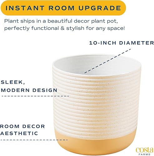 Miniatura 7 de Costa Farms Palma de bambú, planta de interior fácil de cultivar, planta de interior viva en maceta de cerámica, decoración de habitación u oficina,