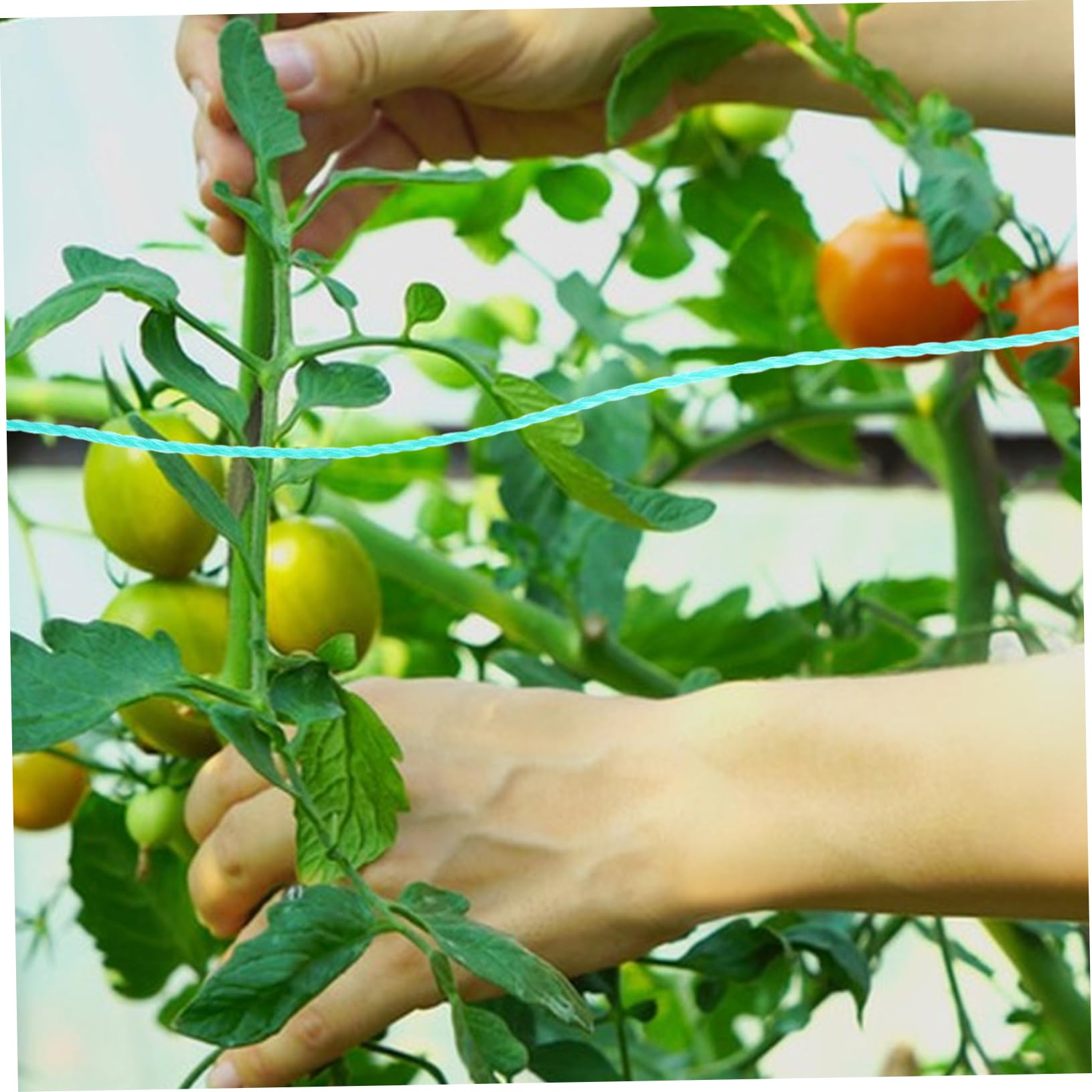 HANABASS Corda per Piante da Giardino in Pe, Verde, Resistente All’usura alla Rottura, per Arrampicata e Legatura
